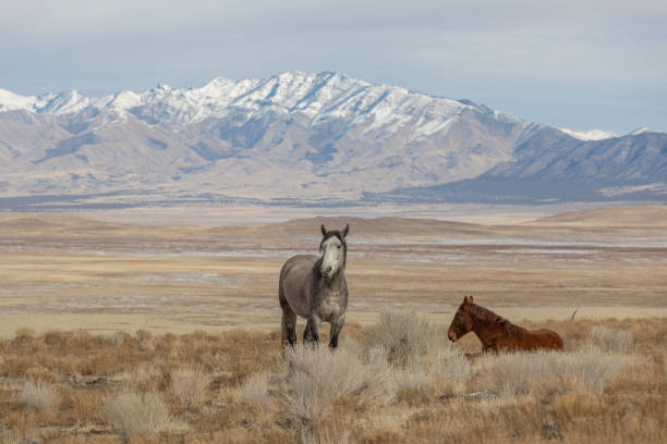 istock Wild Horses in Winter in Utah 1145881395