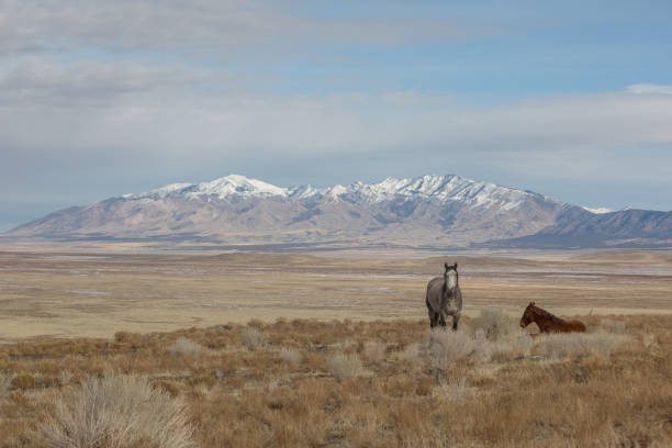 istock Wild Horses in Winter in Utah 1145881409