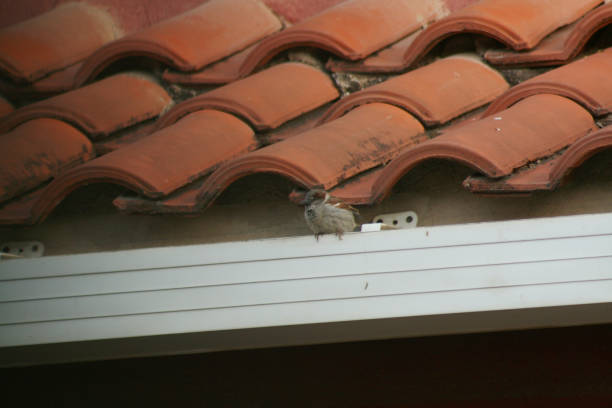 Low angle view of bird perching on roof against clear sky
