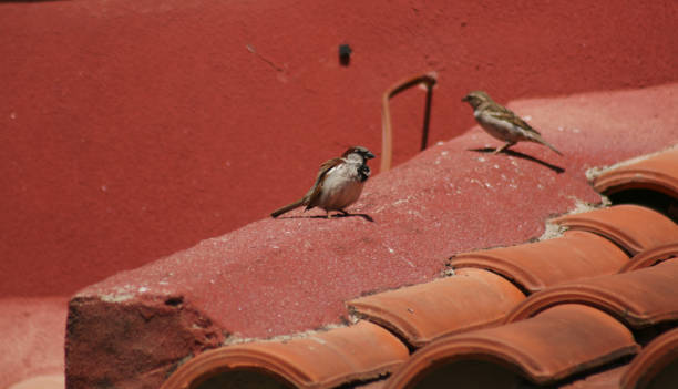 House sparrows on a branch feeding.