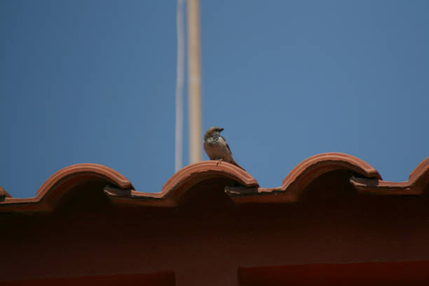 istock SPARROW TAKIN SUN ON THE RED ROOF 1145882091