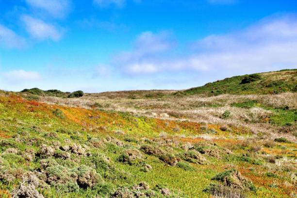 istock Carpobrotus Edulis meadow and green vegetation in Cabo da Roca 1145882194