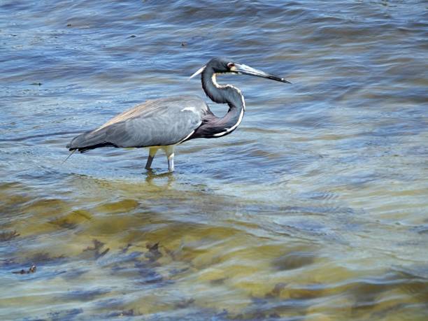 трехцветный горон (триколор эгретта) в озере флориды - tricolored heron стоковые фото и изображения