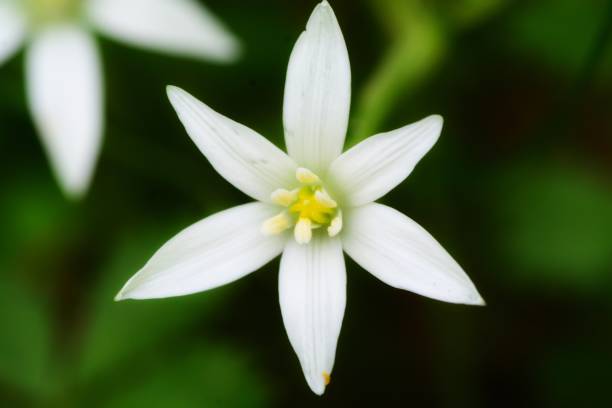 istock Star of Bethlehem flowers 1145882406