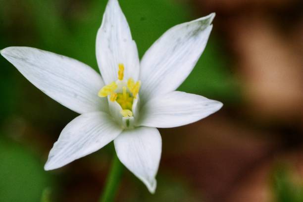 istock Star of Bethlehem flowers 1145882487