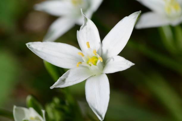 istock Star of Bethlehem flowers 1145883472