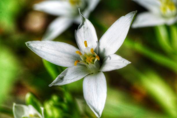istock Star of Bethlehem flowers 1145883501