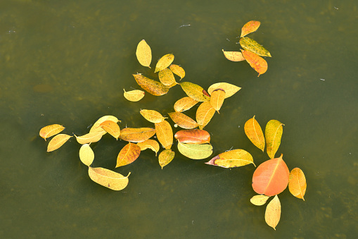 Small Orange Leaves Floating on the Surface of a Green Pond Abstract
