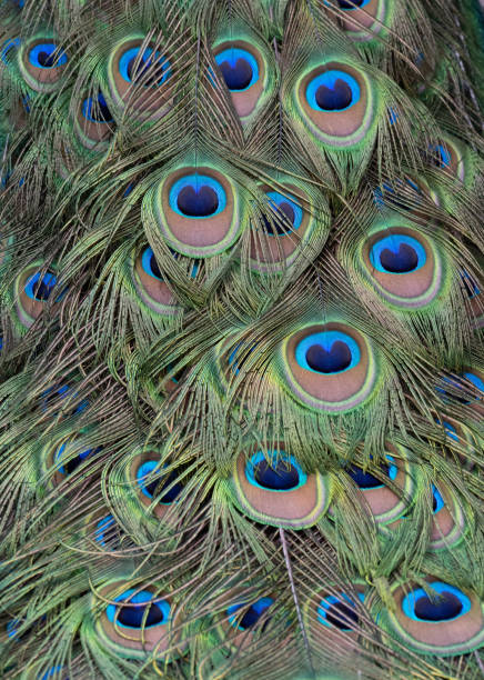 istock Design of Peacock Feathers Close Up 1145884131