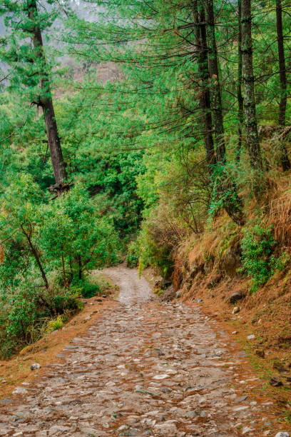 istock High altitude road in Himalayas surrounded by deodar tree 1145884263