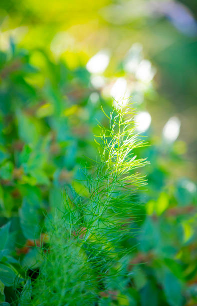 Foeniculum vulgare stem in macro shot