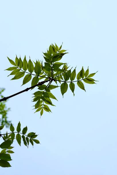 istock green tree leaves textured in the nature in springtime 1145884964