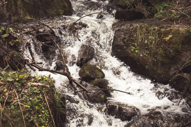 istock Mountain river landscape with fir trees 1145885039