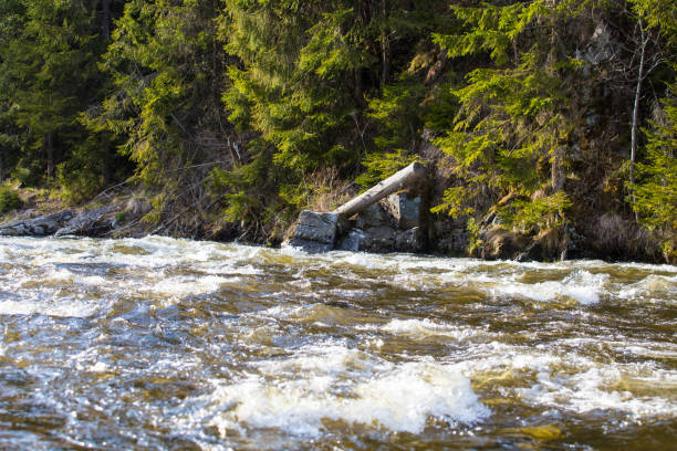 istock Mountain river landscape with fir trees 1145885118
