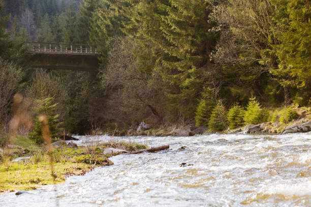 istock Mountain river landscape with fir trees 1145885143