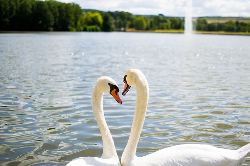 Two beautiful white geese swimming in a lake or pool and doing an heart shape with their heads. Love.