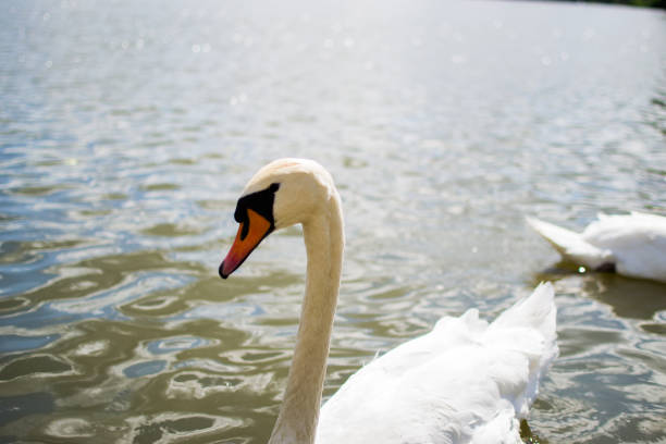 istock Beautiful white goose swimming in a pool or lake. Elegance 1145885597