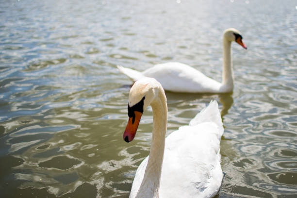 istock Two beautiful white geese swimming in a lake or pool 1145885601