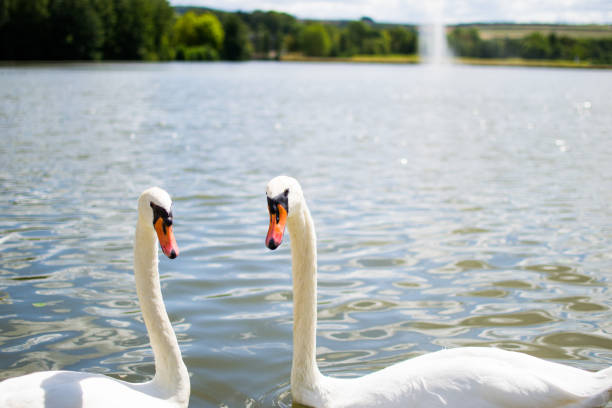 istock Two beautiful white geese swimming in a lake or pool and doing an heart shape with their heads. Love 1145885607