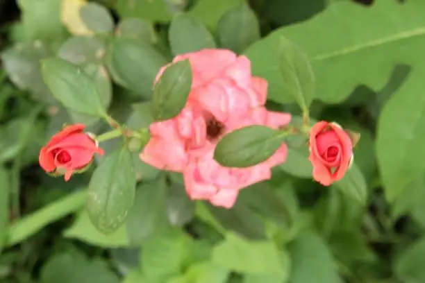 Garden rose-Flower