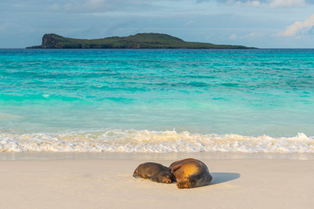 istock Galapagos Sea Lions at Sunset, Ecuador 1145888817