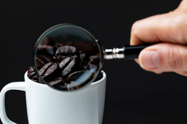 Woman looking roasted coffee beans with magnifying glass on the black background.