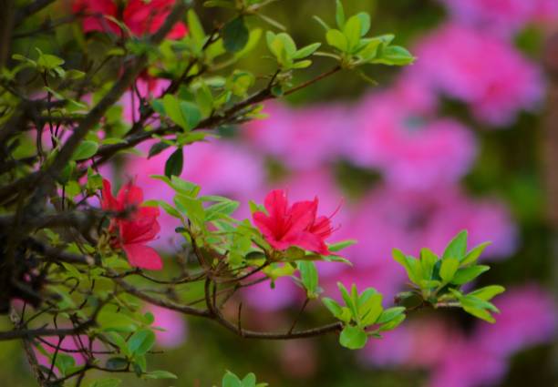 istock Spring time in Virginia with Blooming flowers 1145888966