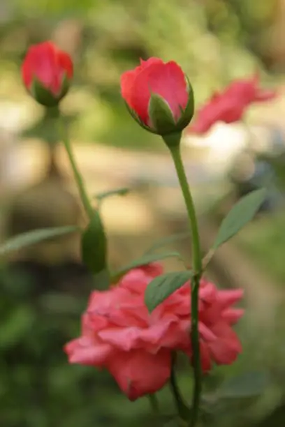 Garden rose-Flower