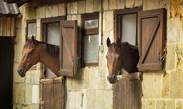 Two horses looks through from the stable stock photo