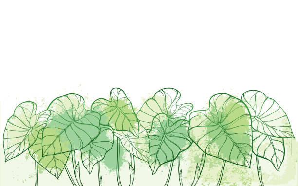 Vector bunch of outline tropical leaf Colocasia esculenta or Elephant ear or Taro plant in pastel green on the white background. Vector bunch of outline tropical leaf Colocasia esculenta or Elephant ear or Taro plant in pastel green on the white background. Ornate contour Colocasia foliage for summer greenery decor. taro leaf stock illustrations