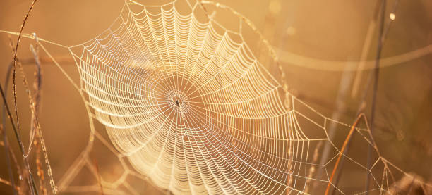 istock Picturesque cobweb with dew on winter morning. 1145891271