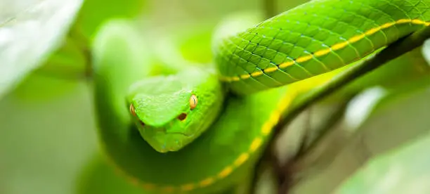 Photo of Close-up shot, Vogel's Green Pit Viper in the wild tree.