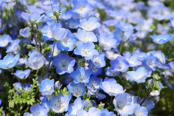 istock Japanese beautiful nemophila field like blue carpet 1145892065
