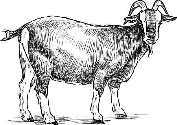 1,360 Black And White Goat Illustrations & Clip Art - iStock | Black goat