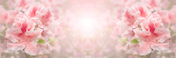 istock Blooming pink rhododendron (azalea), close-up, selective focus, copy space. 1145892581
