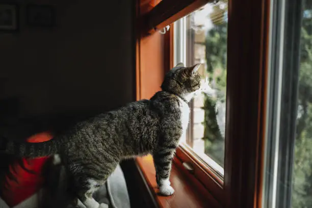 Photo of Tabby cat looking through a window