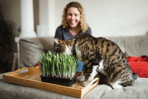 domestic cat, animal themes, pet food, grass