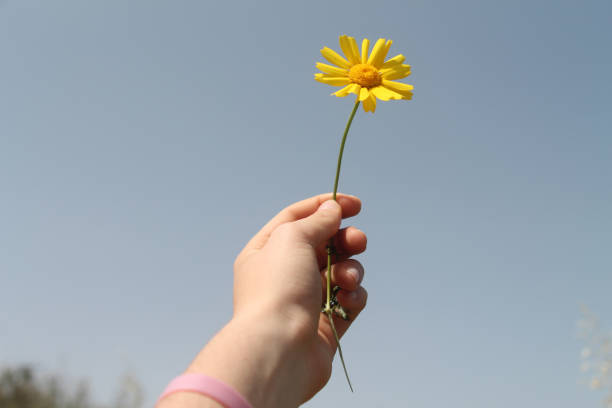 istock Yellow flower in hand 1145893787