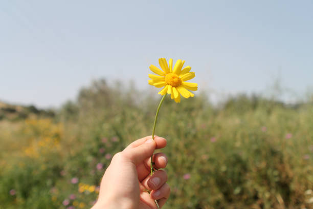 istock Yellow flower in hand 1145893802
