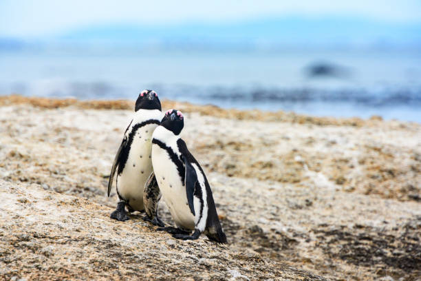 african penguin couple together on beach in simon's town south africa - cape town jackass penguin africa animal imagens e fotografias de stock