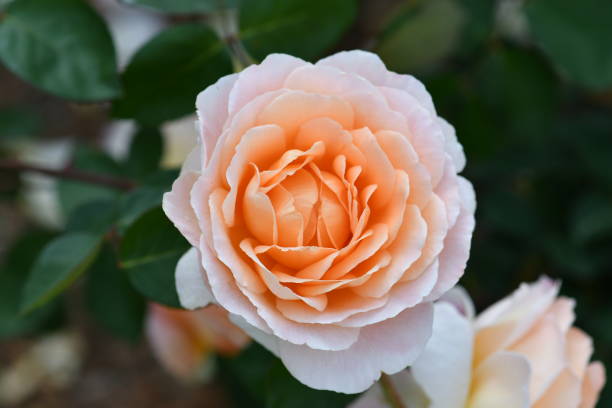 Vivid Peach and Soft Pink Rose Close-up Pasadena Area steven harrie stock pictures, royalty-free photos & images