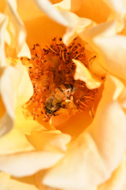 istock Bee in Yellow Rose Close-up 1145895165