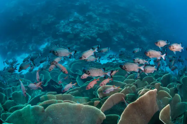 A school of Squirrelfish hover over lettuce corals in Ulong Channel, Palau. This beautiful destination is known for its healthy coral reefs.