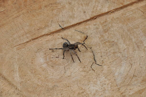 istock Spiders in nature. Spiders are nocturnal wolves. 1145895538
