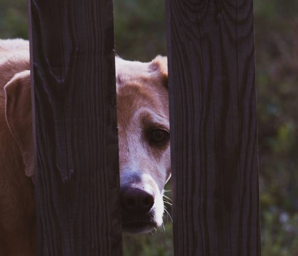 istock Peeking Through the Fence 1145896527
