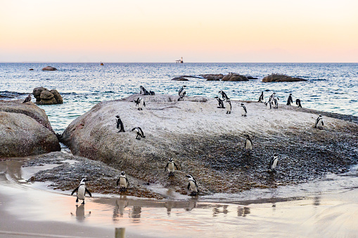 African Penguins on Boulder at Beach in Simon's Town South Africa