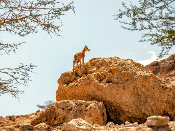 istock Goat is looking for a mother 1145897742
