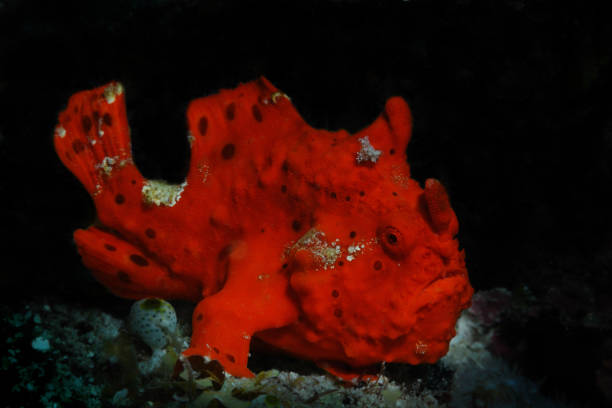 Lady in red Clown frogfish (painted anglerfish, painted angler) is sitting on a coral reef, Panglao, Philippines red frog fish stock pictures, royalty-free photos & images
