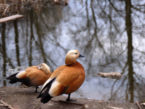 Two orange ducks in early spring. Couple of red ducks in the park on a cloudy spring day. Tadorna ferruginea. Attention in the wildlife before tread. sheld stock pictures, royalty-free photos & images