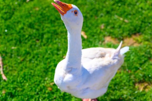 istock An angry goose screams and shows her little teeth 1145899078